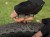 topeak-tubi-11-combo-11-funkcji-black-zestaw-na (4).jpg